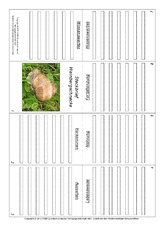 Faltbuch-Weinbergschnecke.pdf